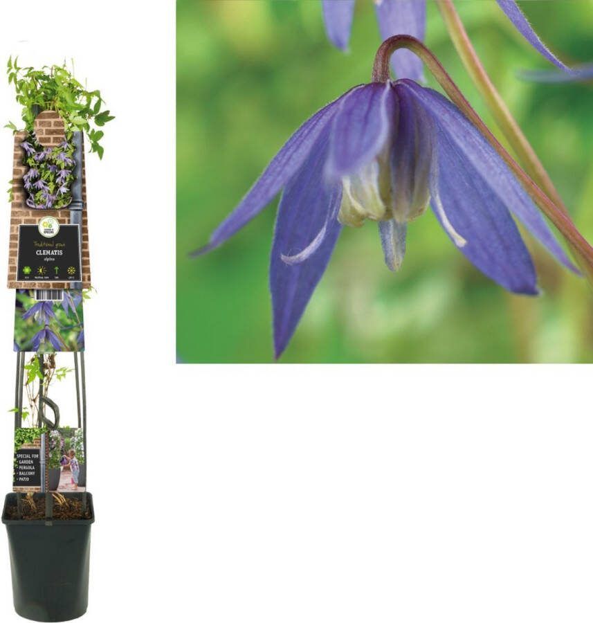 Van der Starre Klimplant Clematis alpina (Bosrank) 120cm