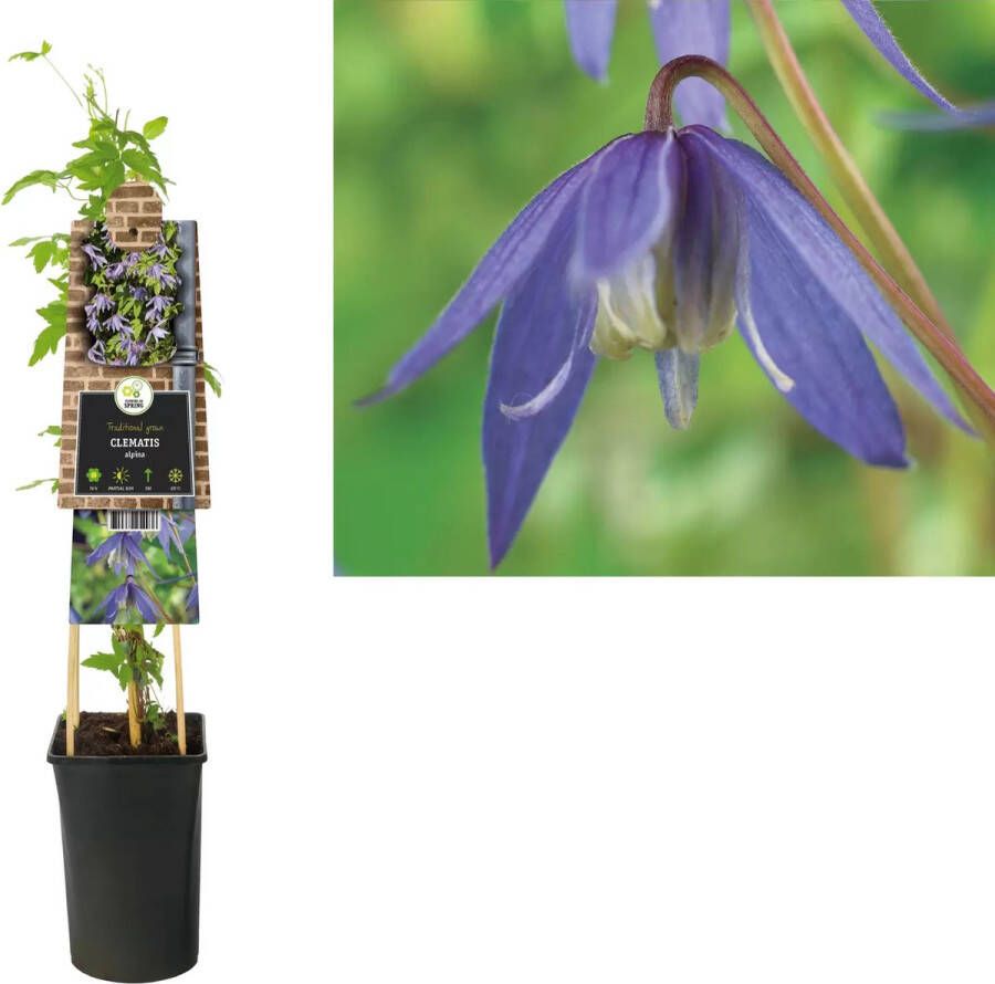 Van der Starre Klimplant Clematis Alpina Paarse Bosrank