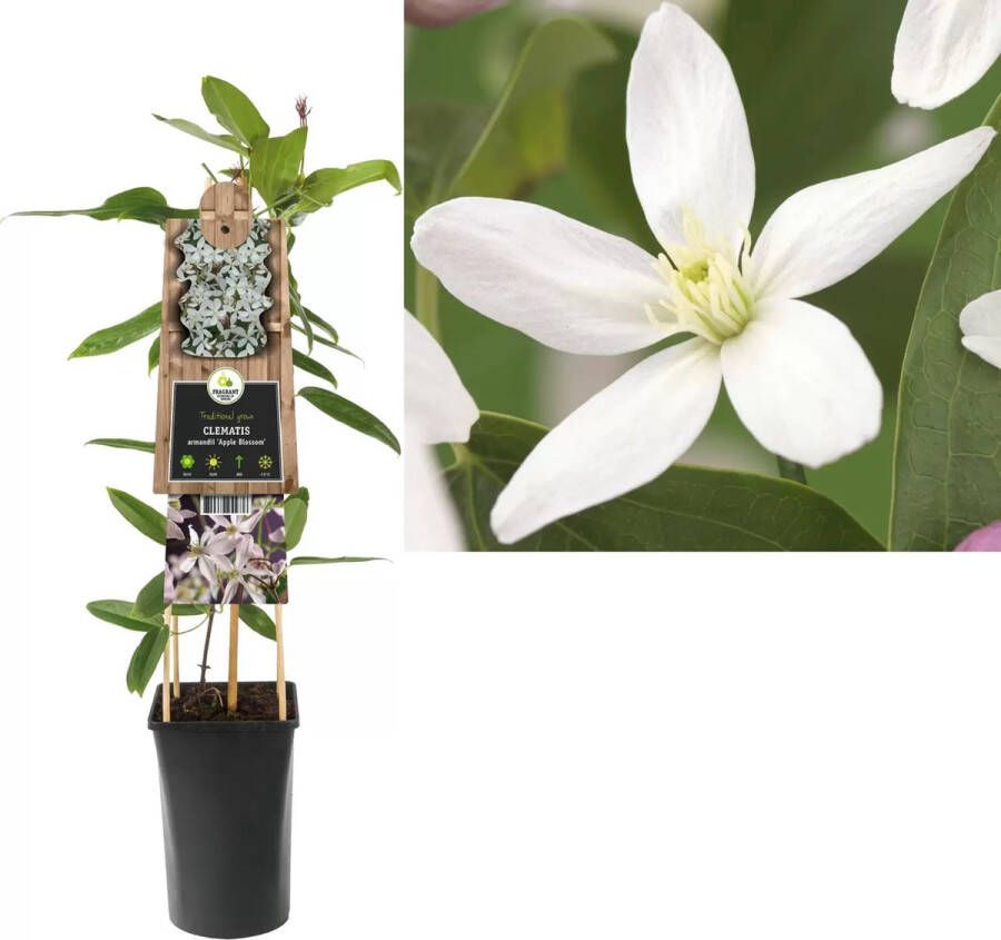 Van der Starre Klimplant Clematis Armandii Apple Blossom Roze Bosrank