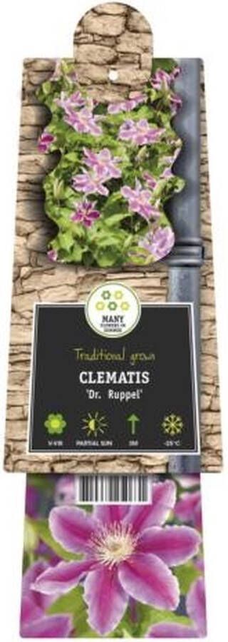 Plantenwinkel.nl Grootbloemige Clematis Dr Ruppel 120 cm klimplant
