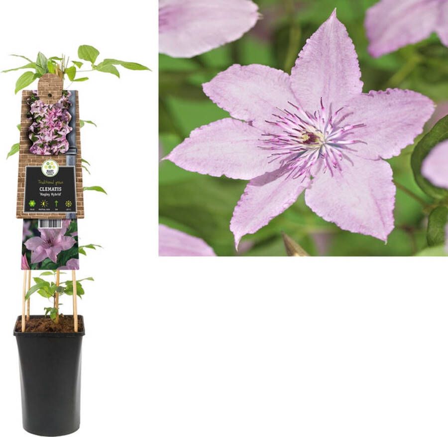 Van der Starre Klimplant Clematis Hagley Hybrid (Bosrank)