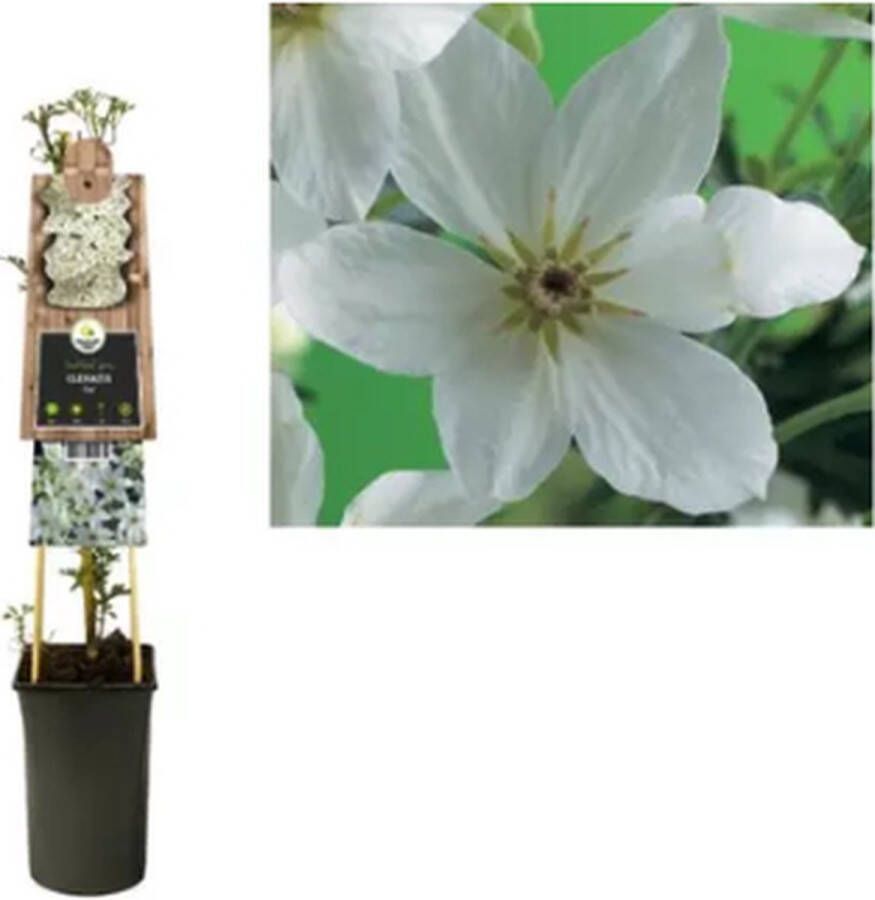 Van der Starre KLIMPLANT CLEMATIS JOE WITTE BOSRANK