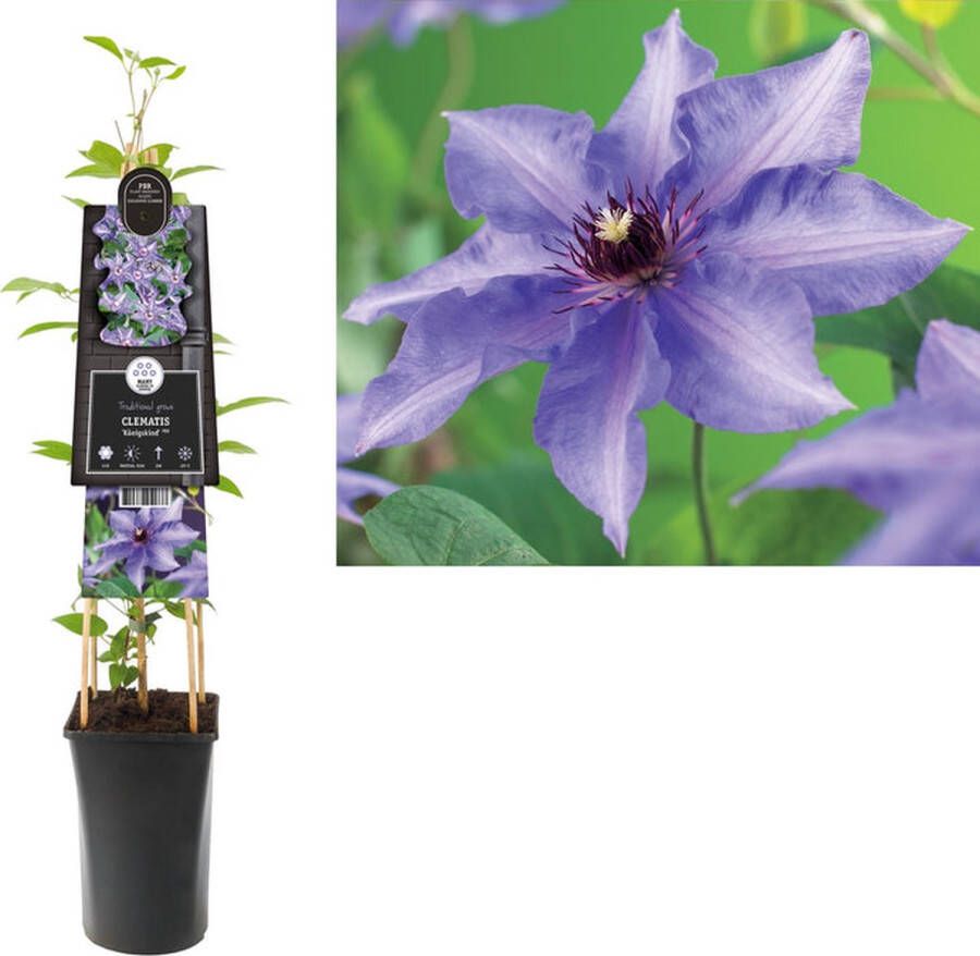 Van der Starre Klimplant Clematis Königskind PBR (Bosrank)