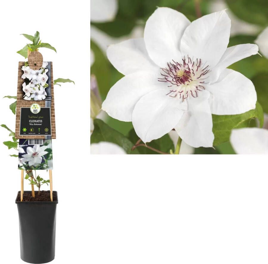 Van der Starre Klimplant Clematis Miss Bateman Witte Bosrank