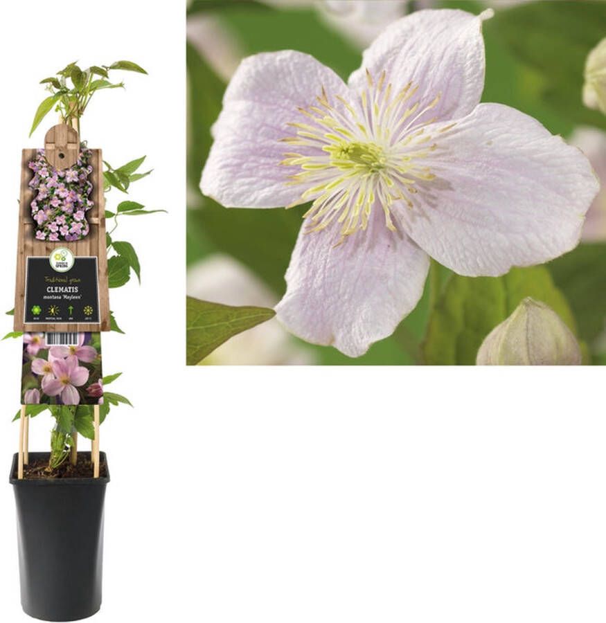 Van der Starre Klimplant Clematis montana Mayleen (Bosrank)