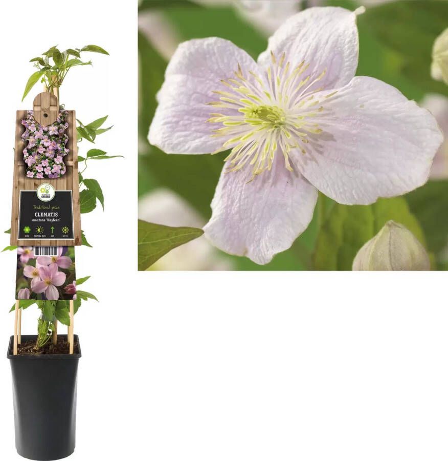 Van der Starre Klimplant Clematis montana Mayleen Roze Bosrank