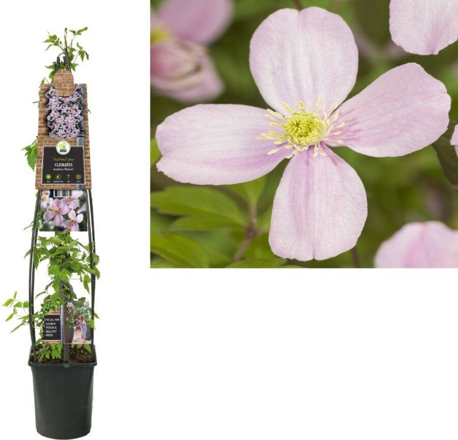 Van der Starre Klimplant Clematis montana Rubens (Bosrank) 120cm