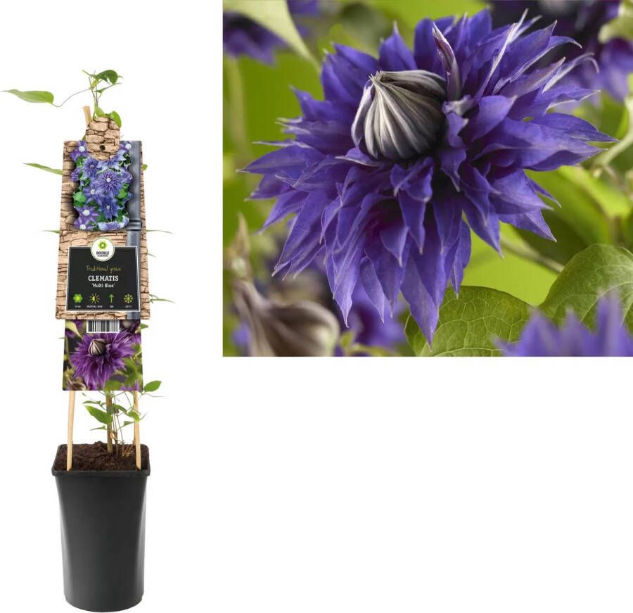 Express Blauwe bosrank (Clematis "Multi Blue") klimplant 70 cm