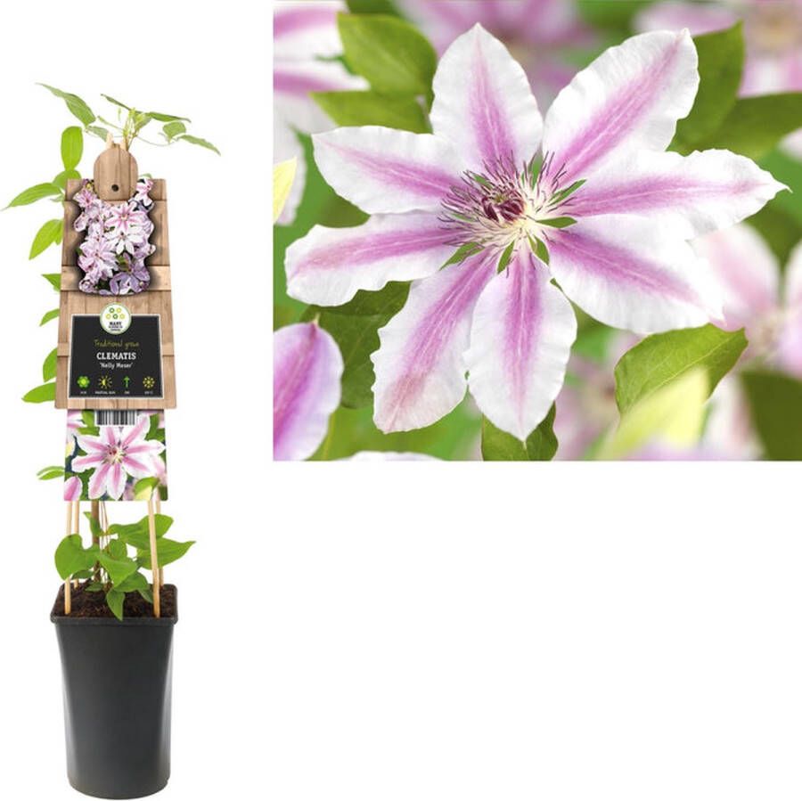 Van der Starre Klimplant Clematis Nelly Moser (Bosrank)