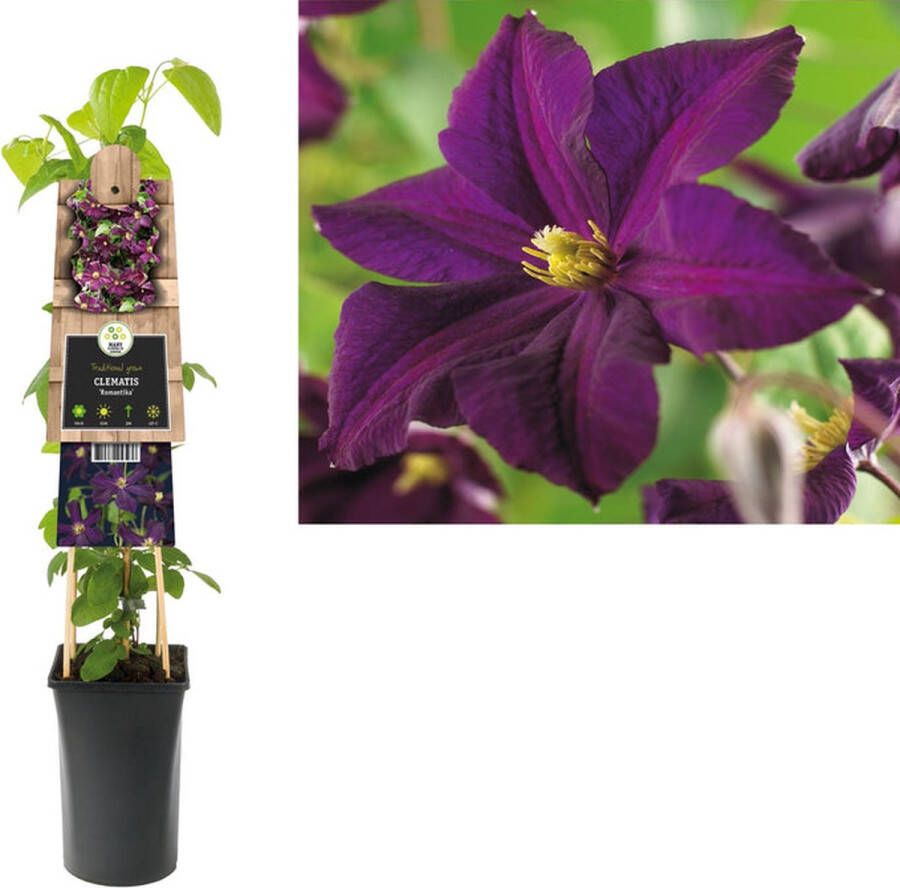 Van der Starre Klimplant Clematis Romantika (Bosrank)