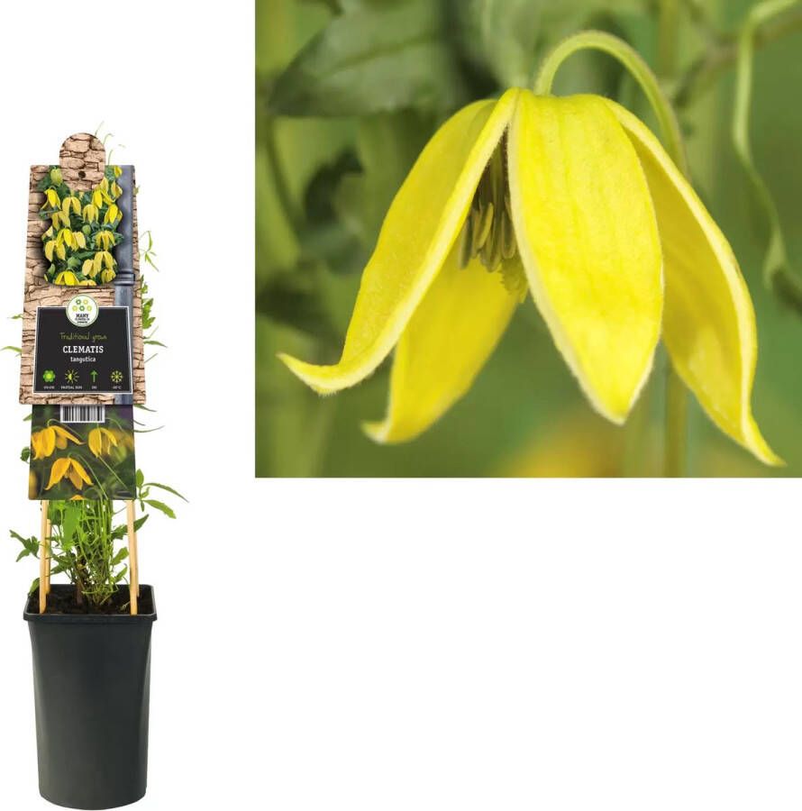 Van der Starre Klimplant Clematis tangutica Gele Bosrank