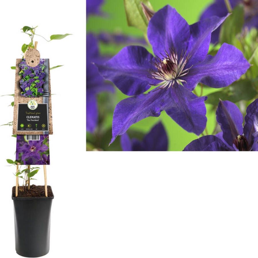 Van der Starre Klimplant Clematis The President (Bosrank)