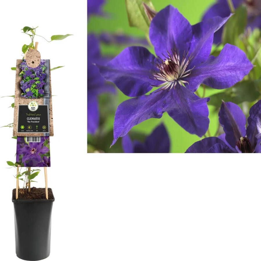 Express Paarse bosrank (Clematis "The President") klimplant 70 cm