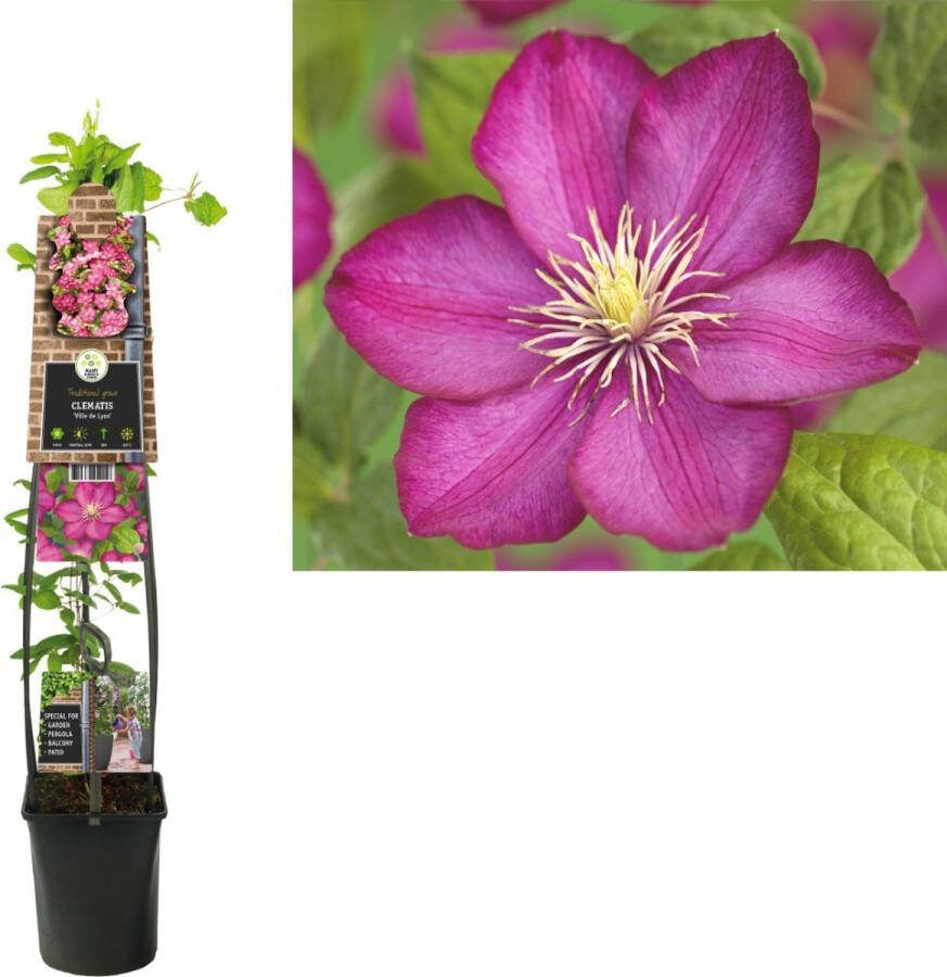 Klimplant Clematis Ville de Lyon (Bosrank) 120cm