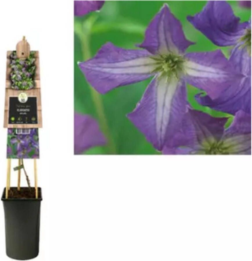 Van der Starre KLIMPLANT CLEMATIS VITICELLA BLAUWE BOSRANK