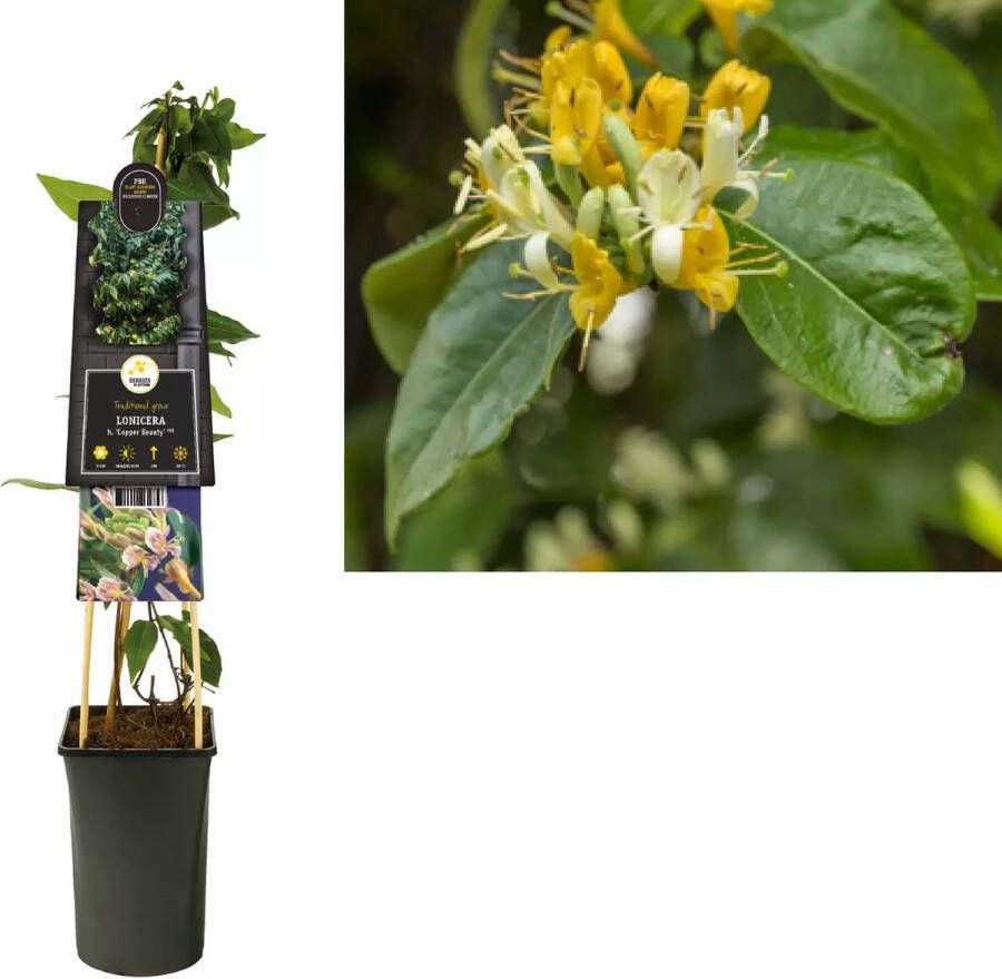 Express Gele kamperfoelie (Lonicera Henryi "Copper Beauty" PBR) klimplant