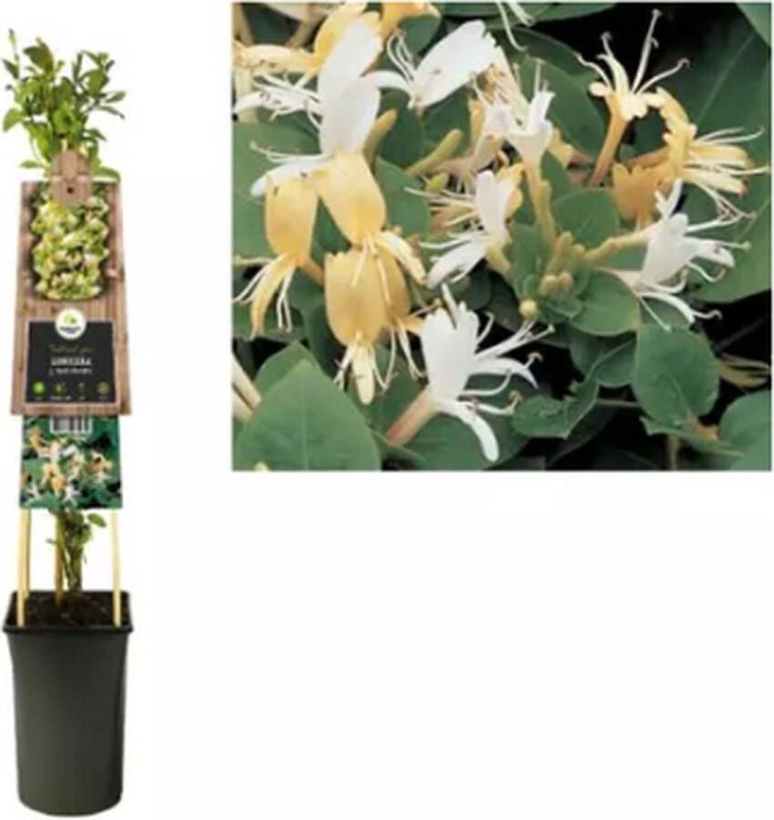 Express Japanse kamperfoelie (Lonicera Japonica "Hall's Prolific") klimplant