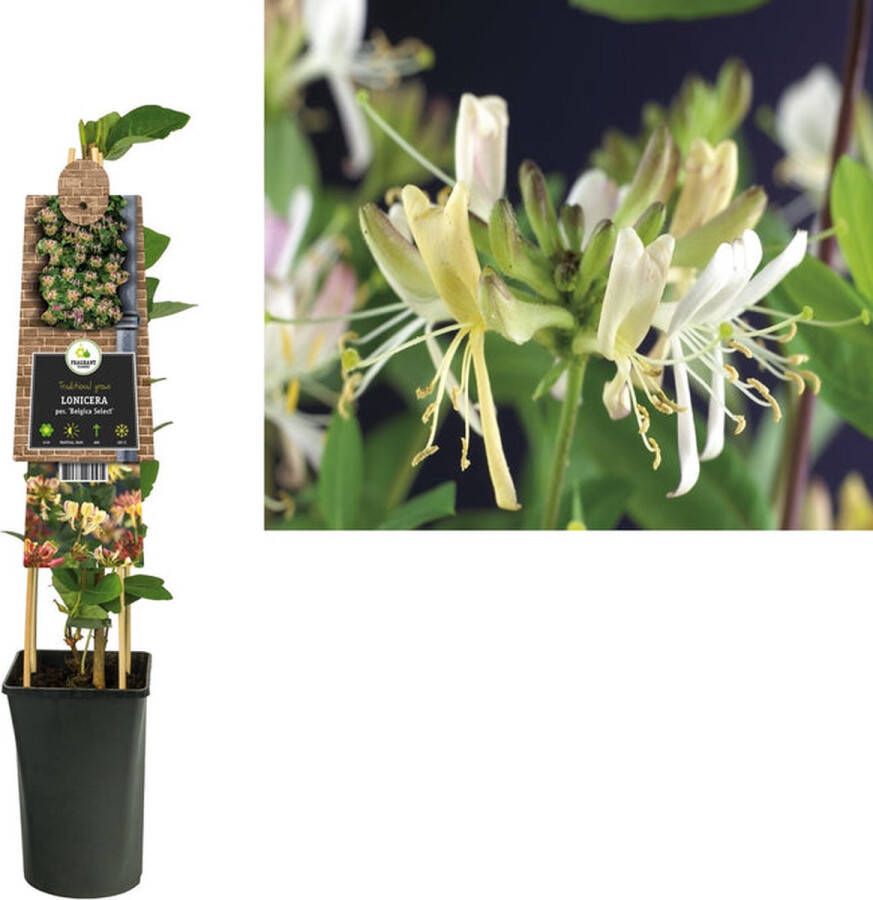 Van der Starre Klimplant Lonicera per. Belgica Select (kamperfoelie)