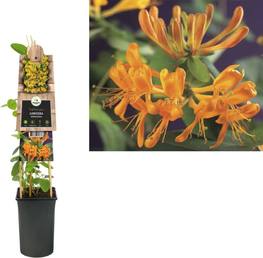 Van der Starre Klimplant Lonicera tellmanniana Oranje gele Kamperfoelie