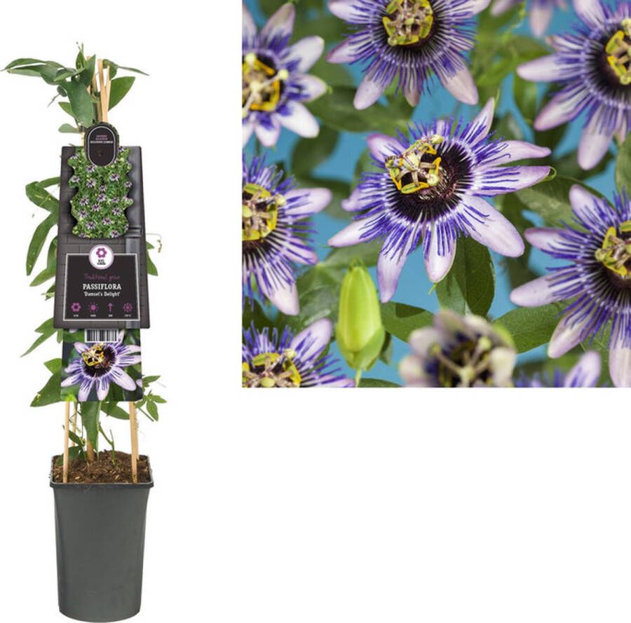 Van der Starre Klimplant Passiflora Damsel s Delight (passiebloem)