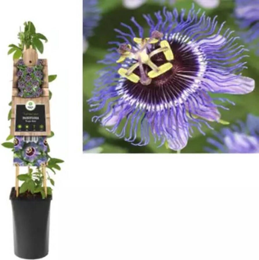 Van der Starre KLIMPLANT PASSIFLORA PURPLE RAIN PAARSE PASSIEBLOEM