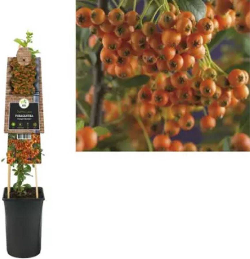 Van der Starre KLIMPLANT PYRACANTHA ORANGE CHARMER VUURDOORN