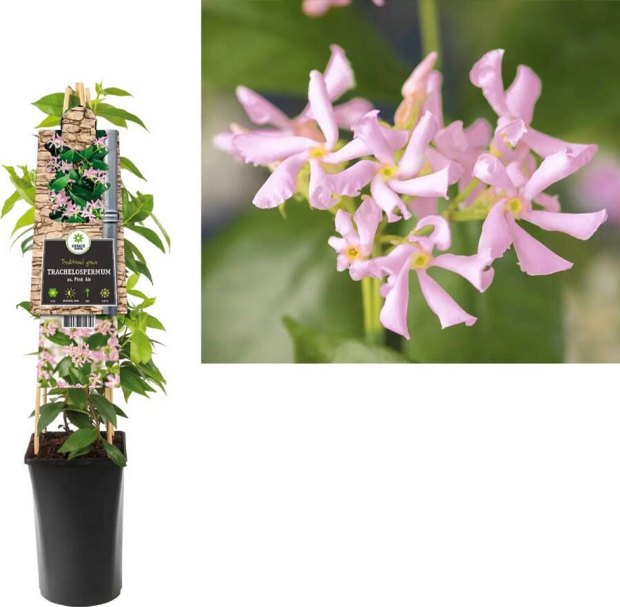 Plantenwinkel.nl Toscaanse Jasmijn Trachelospermum Asiaticum Pink Air 75 cm klimplant