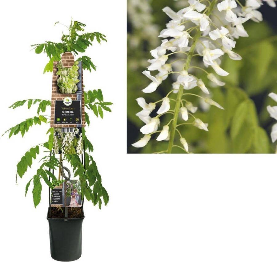 Van der Starre Klimplant Wisteria floribunda Alba (blauwe regen) 120cm