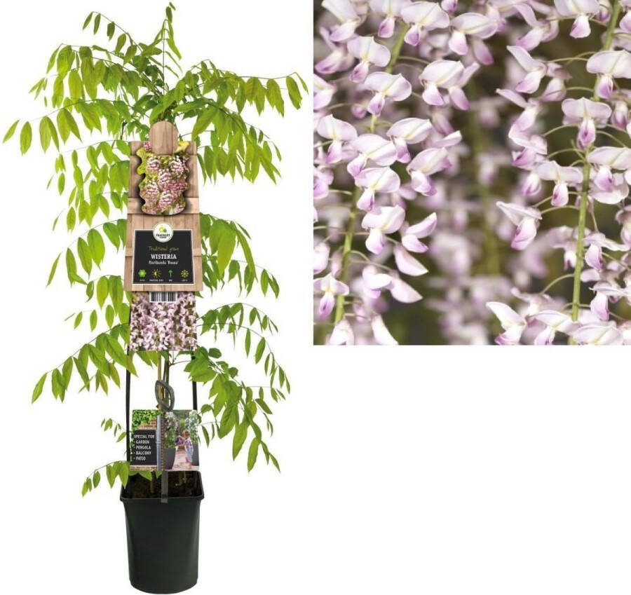 Van der Starre Klimplant Wisteria floribunda Rosea (blauwe regen) 120cm