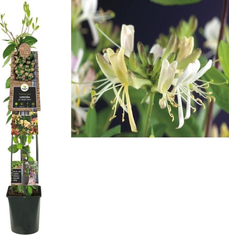 Van der Starre Klimplant Lonicera per. Belgica Select (kamperfoelie) 120cm