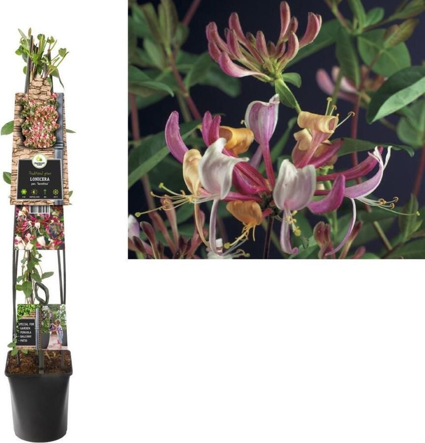 Van der Starre Klimplant Lonicera per. Serotina (kamperfoelie) 120cm
