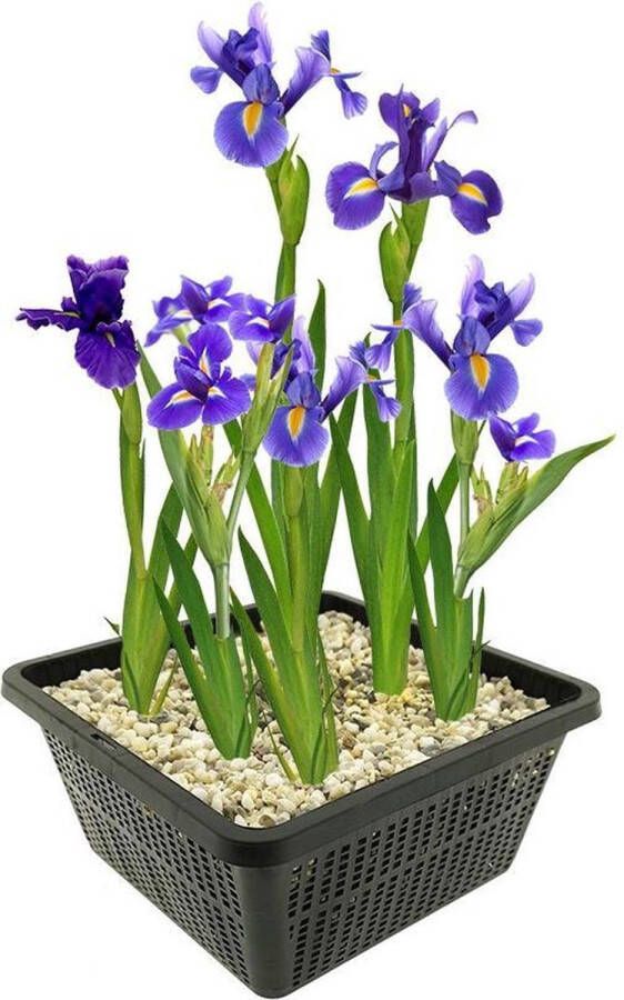 VanderVeldeWaterplanten.nl VDVELDE Blauwe Lis Japanse Iris Kaempferi Iris bloem 4 stuks + Vijvermand Winterharde Vijverplanten Van der Velde Waterplanten