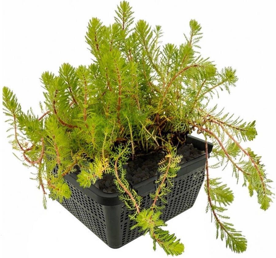 VanderVeldeWaterplanten.nl VDVELDE Aarvederkruid Myriophyllum Spicatum 4 stuks + Vijvermand Winterharde Zuurstofplant voor de Vijver Van der Velde Waterplanten