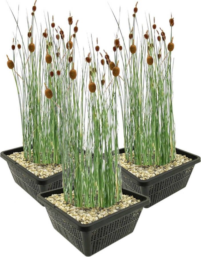 Vdvelde.com VDVELDE Dwerglisdodde Lisdodde klein Typha Minima 4 stuks + Vijvermand 3x Winterharde Vijverplanten Van der Velde Waterplanten