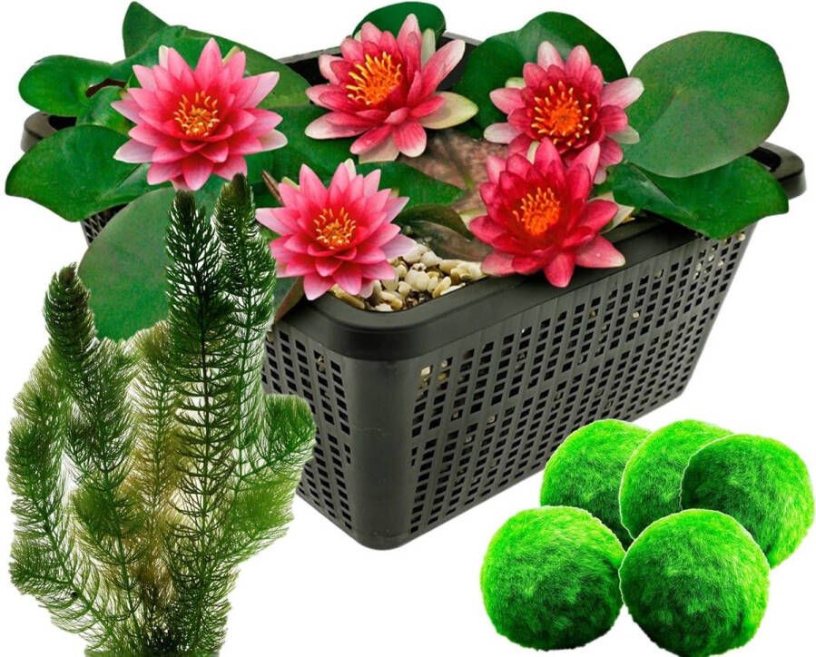 VanderVeldeWaterplanten.nl VDVELDE Kleine Waterlelie Rood + Zuurstofplanten Speciaal voor Mini Vijvers Winterharde Witte Mini Waterlelie Pygmaea Rubra 5 Mosballen en 6 Hoornblad Inclusief Vijvermand Van der Velde Waterplanten