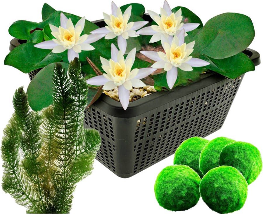 VanderVeldeWaterplanten.nl VDVELDE Kleine Waterlelie Wit + Zuurstofplanten Speciaal voor Mini Vijvers Winterharde Witte Mini Waterlelie Pygmaea Alba 5 Mosballen en 6 Hoornblad Inclusief Vijvermand Van der Velde Waterplanten