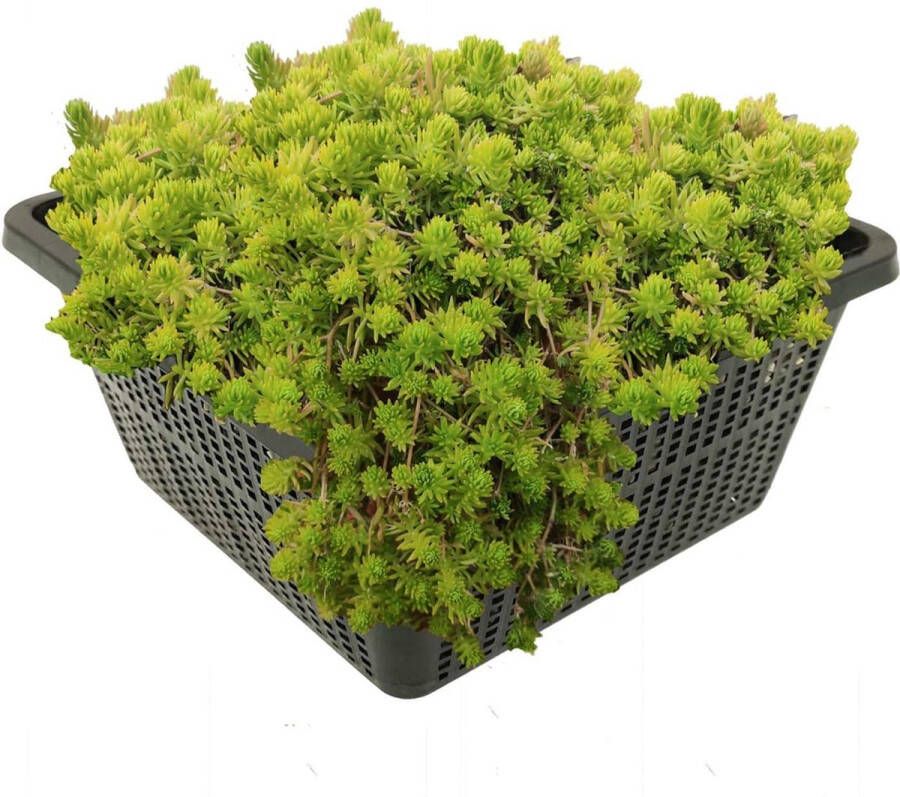 VanderVeldeWaterplanten.nl VDVELDE Naaldkruid Crassula Recurva 4 stuks + Vijvermand Winterharde Zuurstofplant voor de Vijver Van der Velde Waterplanten