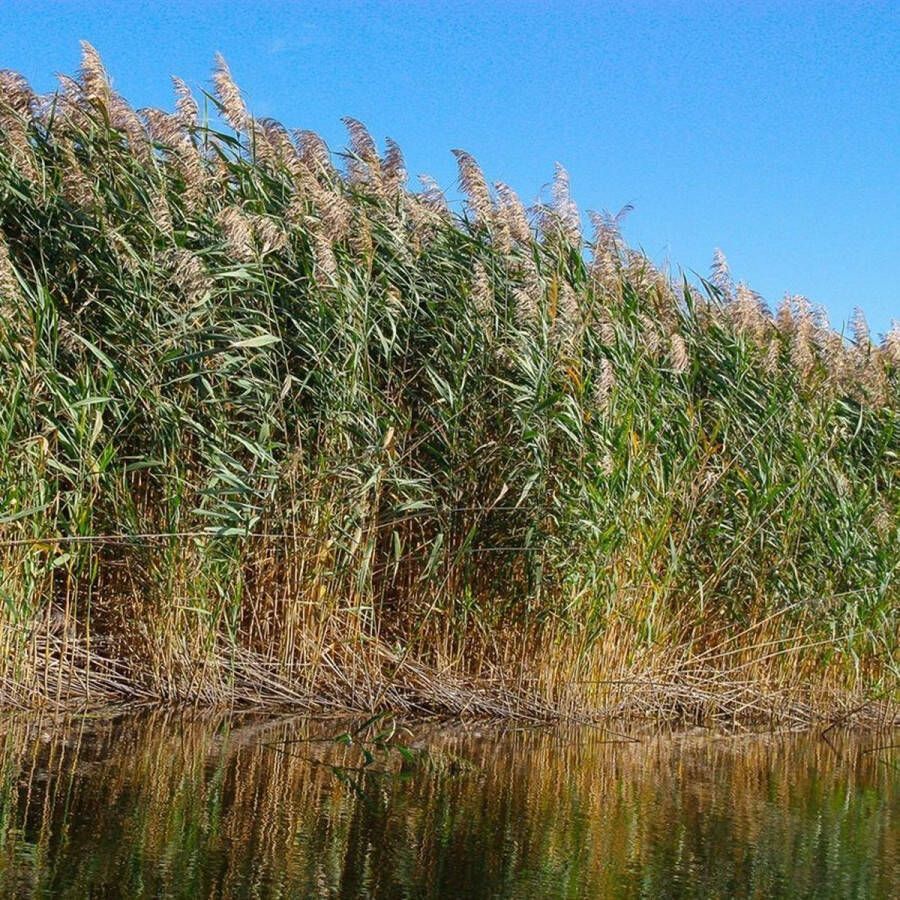 VanderVeldeWaterplanten.nl VDVELDE Riet planten 2000 stuks Voor grote aanplant projecten Van der Velde Waterplanten