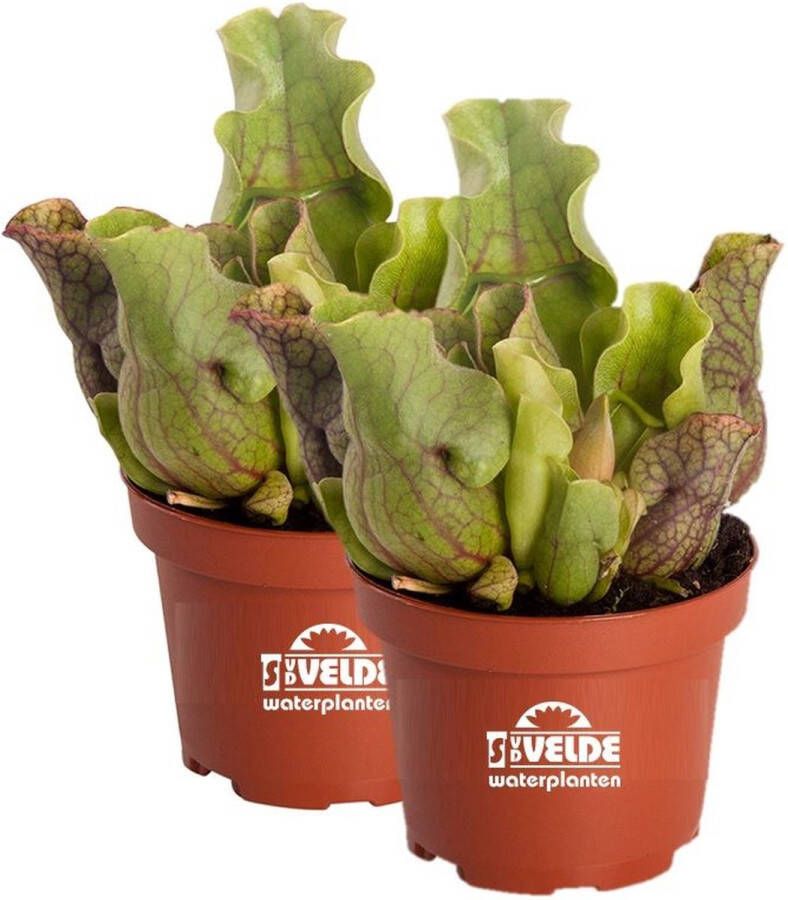 VanderVeldeWaterplanten.nl VDVELDE Trompetbekerplant Sarracenia Purpurea Venosa 2 stuks Winterharde Vleesetende Planten Van der Velde Waterplanten