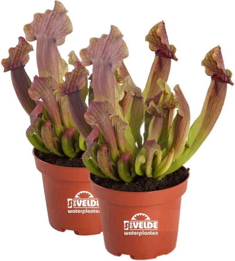 VanderVeldeWaterplanten.nl Waterworld Trompetbekerplant Sarracenia Scarlet Belle 2 stuks