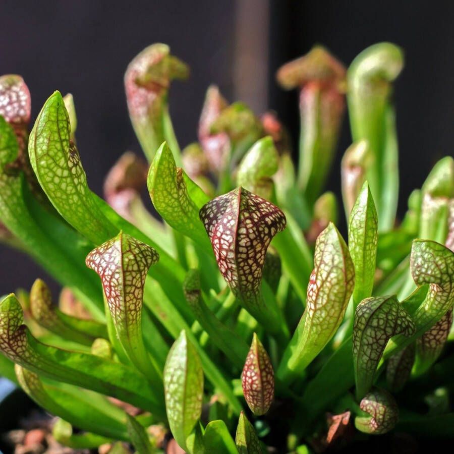 VanderVeldeWaterplanten.nl Waterworld Trompetbekerplant Sarracenia Scarlet Belle 2 stuks