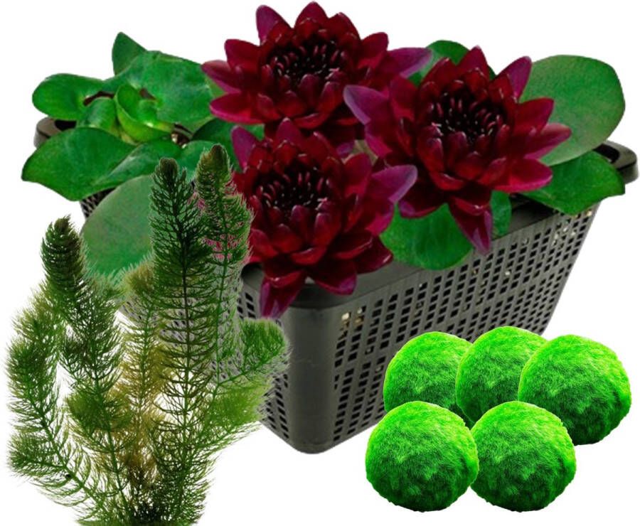 Vdvelde.com Black Princess + Zuurstofplanten Combi set 8 planten Plaatsing: -1 tot -100 cm