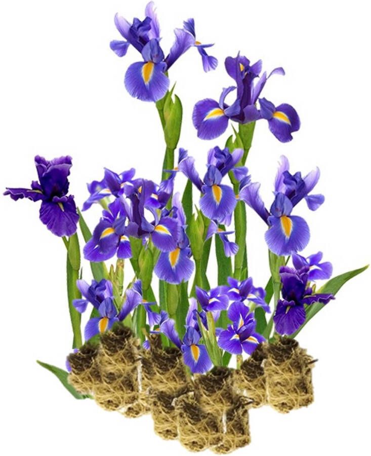 Vdvelde.com Blauwe Lis 15 stuks Iris Kaempferi Moerasplant (15 per 1 m²) Volgroeide hoogte: 60 cm Plaatsing: -1 tot -10 cm