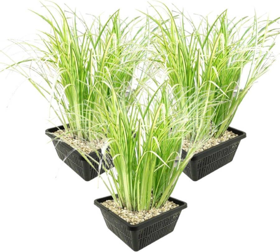 Vdvelde.com Bonte Kalmoes 12 stuks met 3 vijvermanden Acorus Calamus Variegatus Waterplant Volgroeide hoogte: 80 cm Plaatsing: -1 tot -20 cm