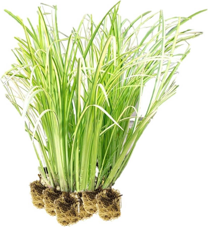 Vdvelde.com Bonte Kalmoes 15 stuks losse pluggen Acorus Calamus Variegatus Waterplant (15 per 1 m²) Volgroeide hoogte: 80 cm Plaatsing: -1 tot -20 cm