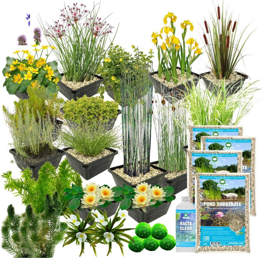 Vdvelde.com Compleet Vijverpakket L Geel Voor 1.500 3.000 L 93 planten + extra's Plaatsing: -1 tot -100 cm