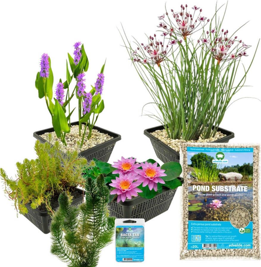 Vdvelde.com Compleet Vijverpakket S Roze Voor 100 400 L 4 groepen waterplanten Plaatsing: -1 tot -100 cm