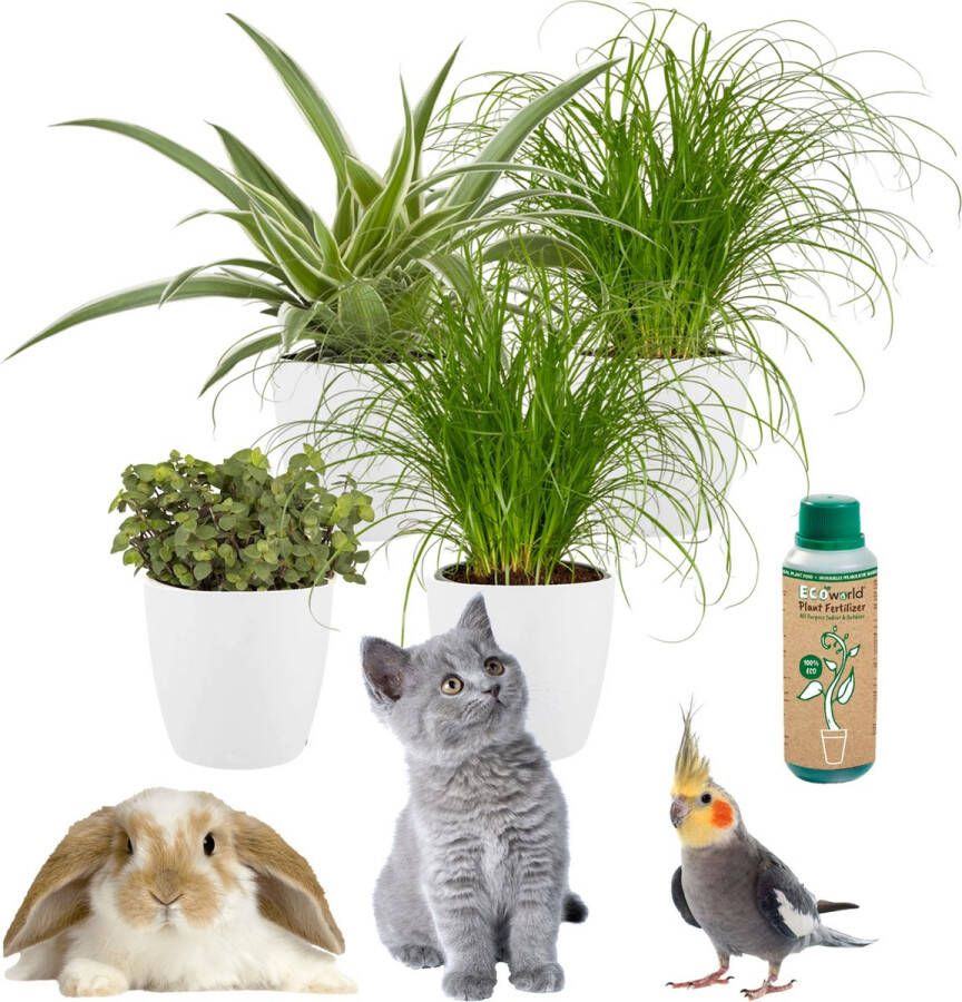 Vdvelde.com Dieren Kamerplant Set Kattengras Cyperus Schildpadplant Callisia Repens Graslelie Zebragras Chlorophytum Comosum Ø12 cm Hoogte 30-40 cm in witte Potten + Kamerplanten voeding