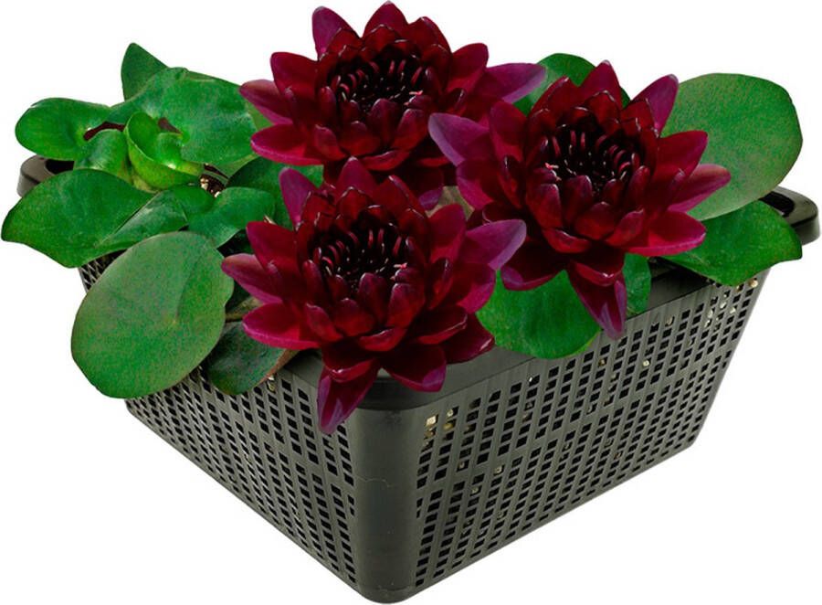 Vdvelde.com Donkerrode Waterlelie Nymphaea Black Princess Grote waterlelie Volgroeide hoogte: 10 cm Plaatsing: -10 tot -100 cm