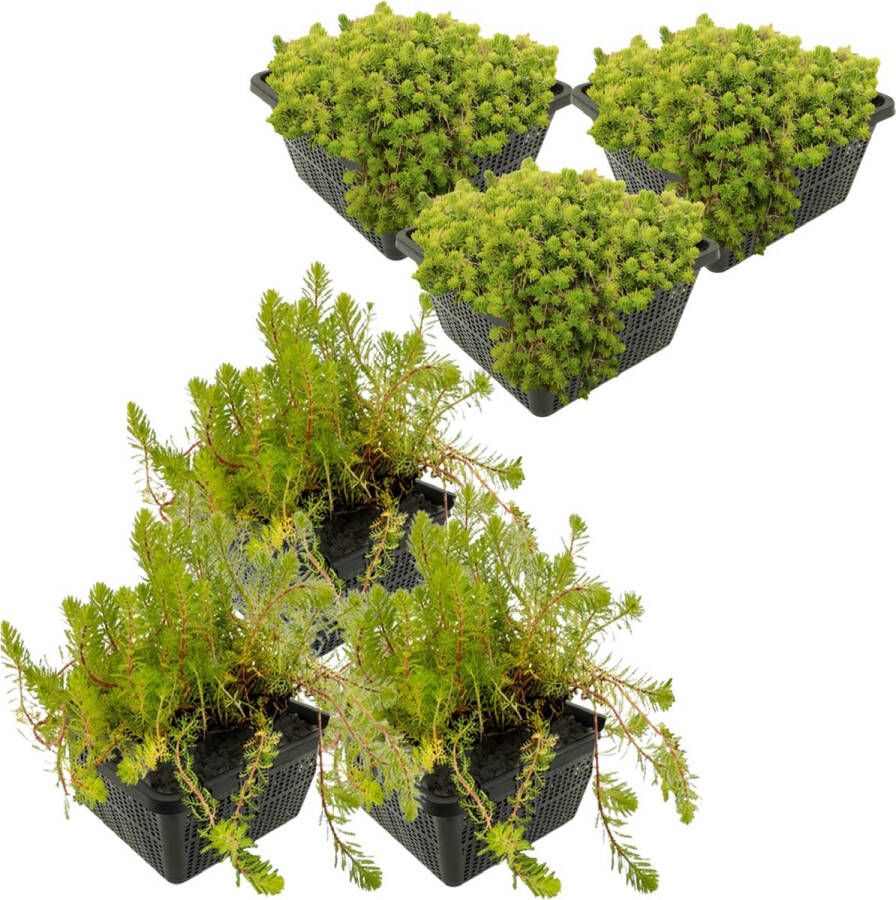 Vdvelde.com Draadalg Bestrijden Plantenfilter Pakket L Voor 3 4 m² 24 planten Plaatsing -1 tot -80 cm
